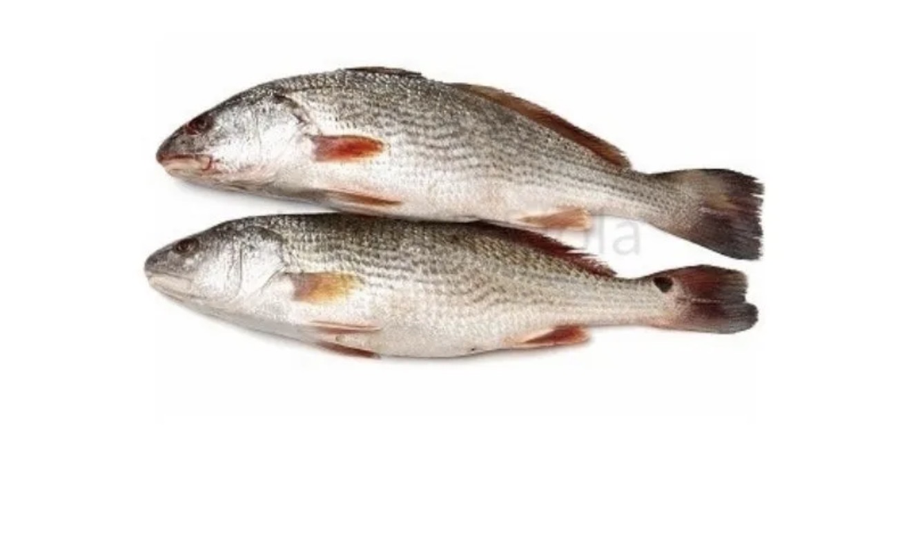 Croaker fish