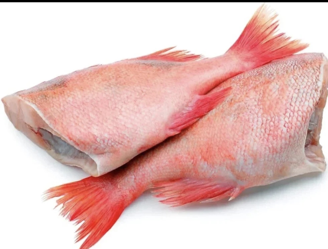 Red bream fish