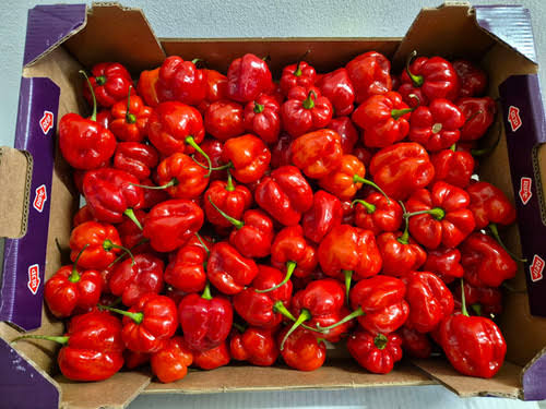 Uganda Hot Scotch Bonnet