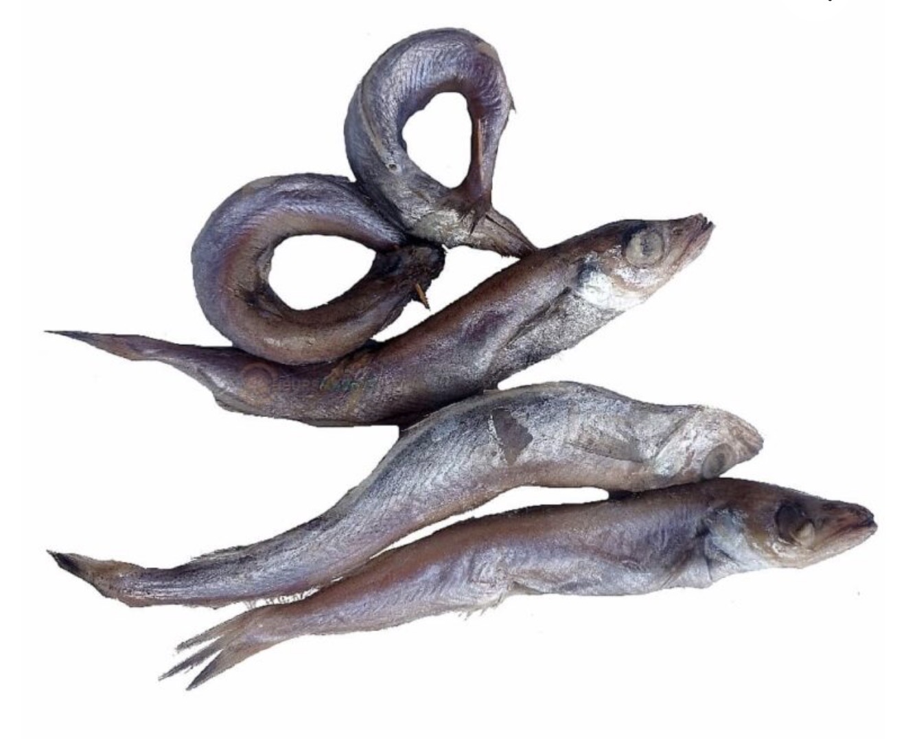 Fresh kpanla fish