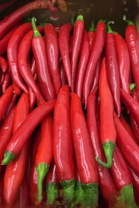 Long hot pepper Shombo
