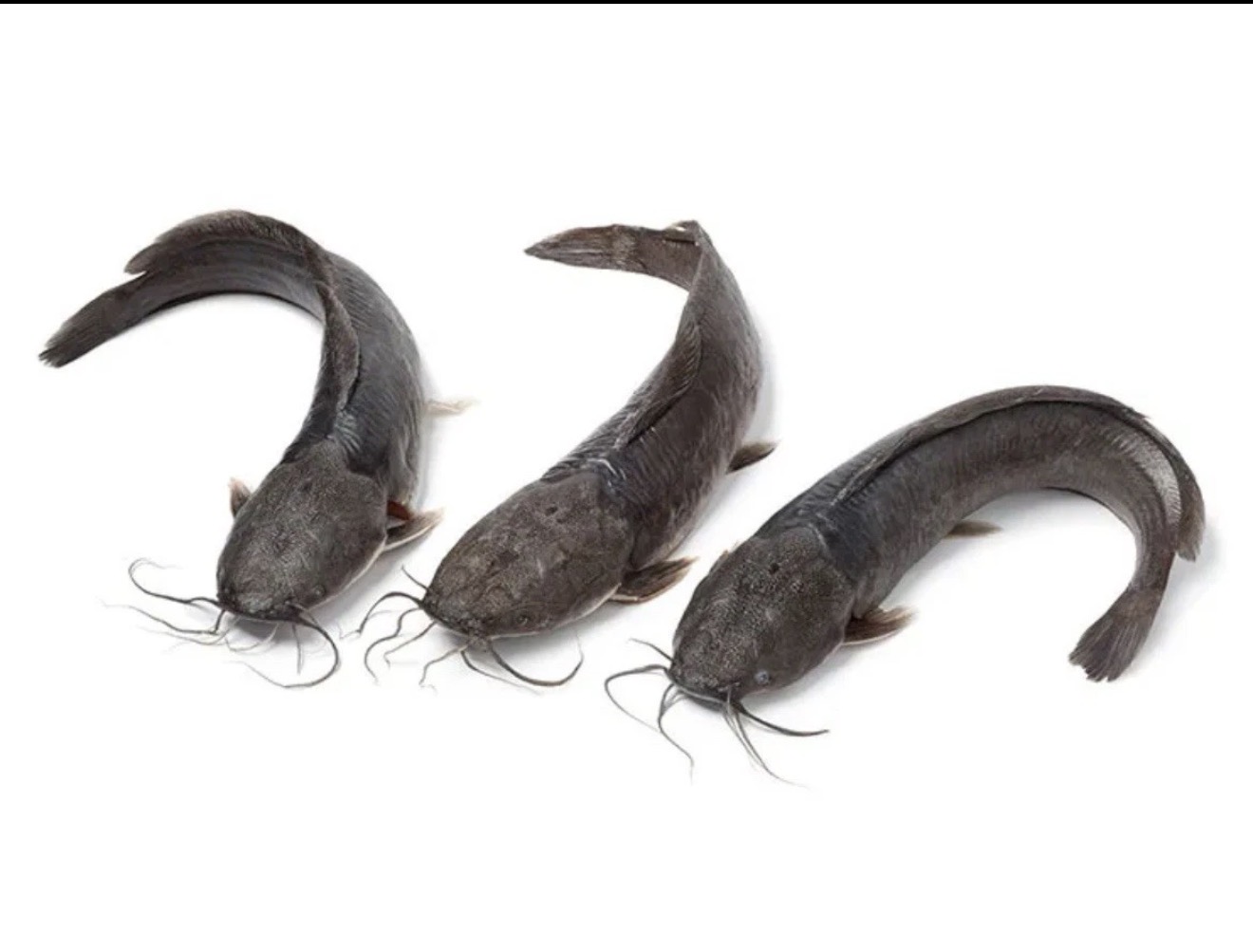 Frozen cat Fish
