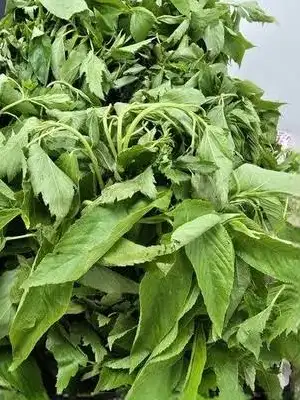 Ewedu Leaf
