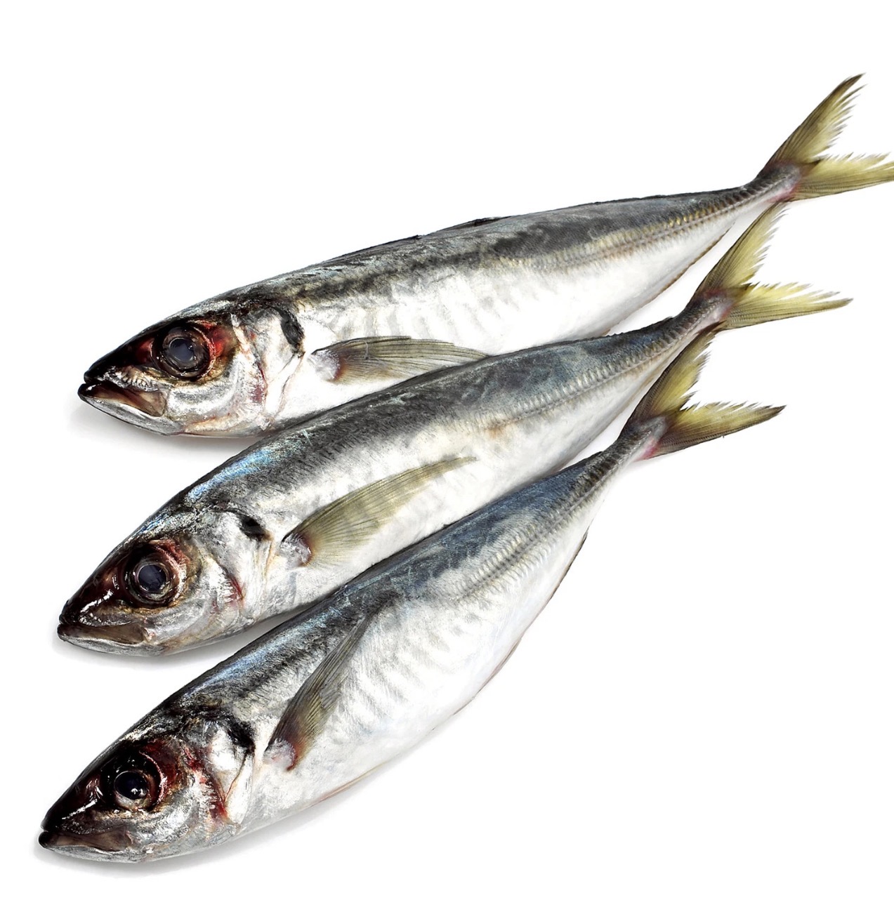Horse Mackerel Kote