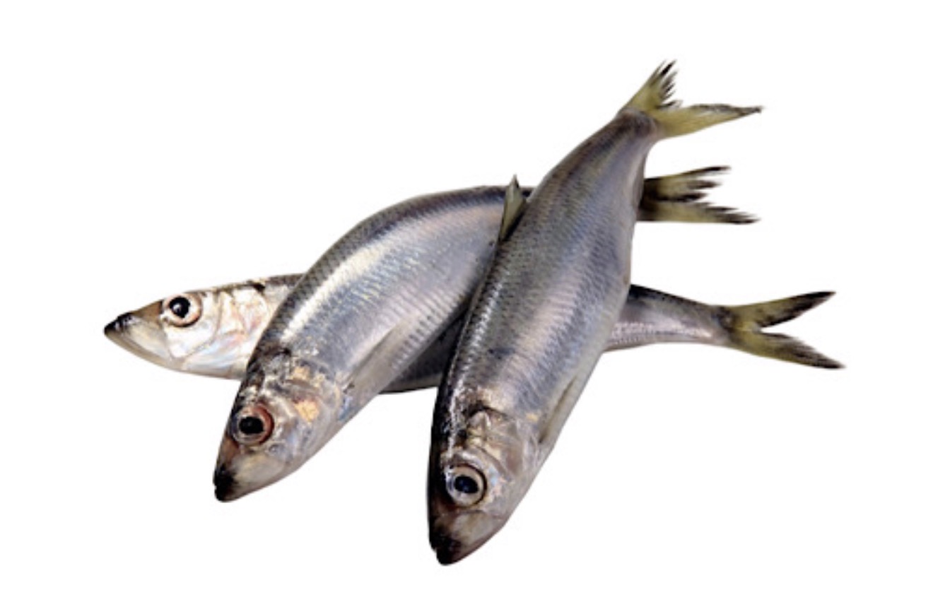 Shawa Herring fish