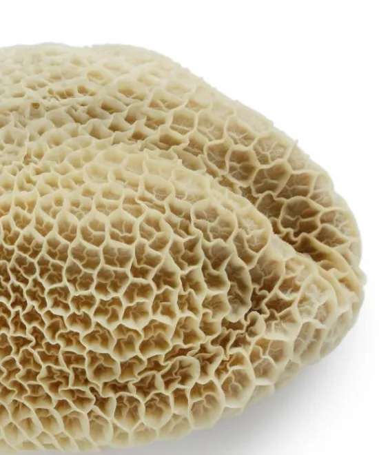 Honey comb shaki/ Tripe