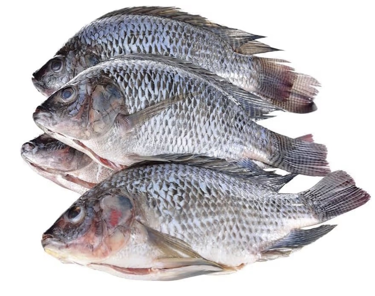 Tilapia fish